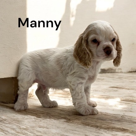 puppy, for, sale, Cocker Spaniel, Joe & Cherri  Overlease, dog, breeder, Miller, MO, dog-breeder, puppy-for-sale, forsale, nearby, find, puppyfind, locator, puppylocator, aca